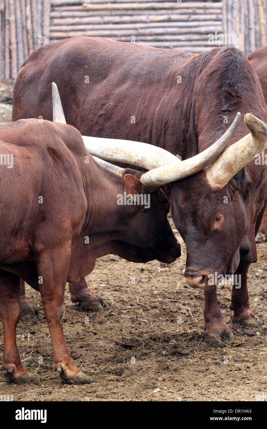 Ankole-Watusi Foto Stock