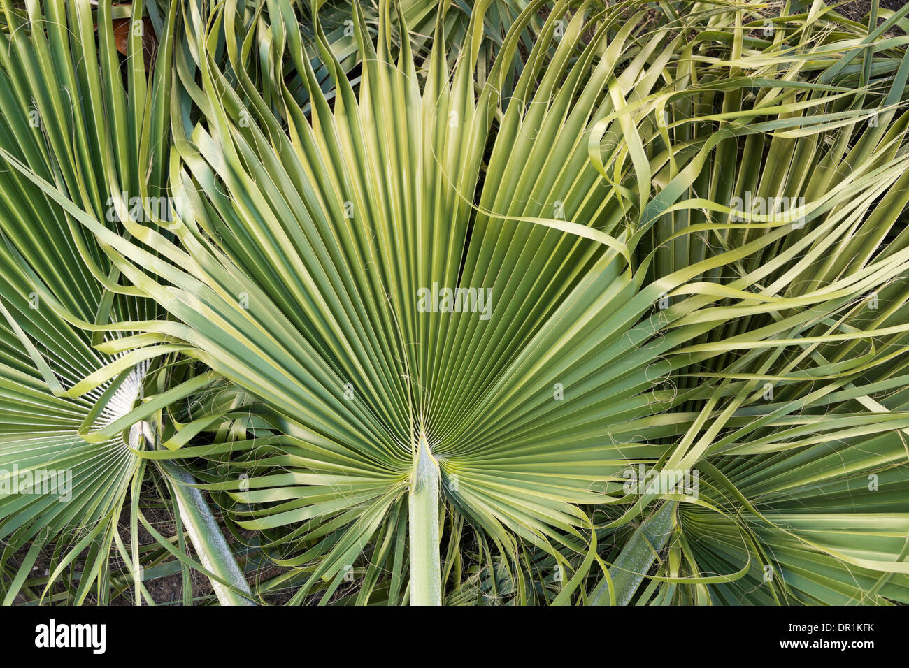 Recentemente tagliati fronde di palme giacente sul terreno in prossimità di missione, TX, Stati Uniti d'America Foto Stock