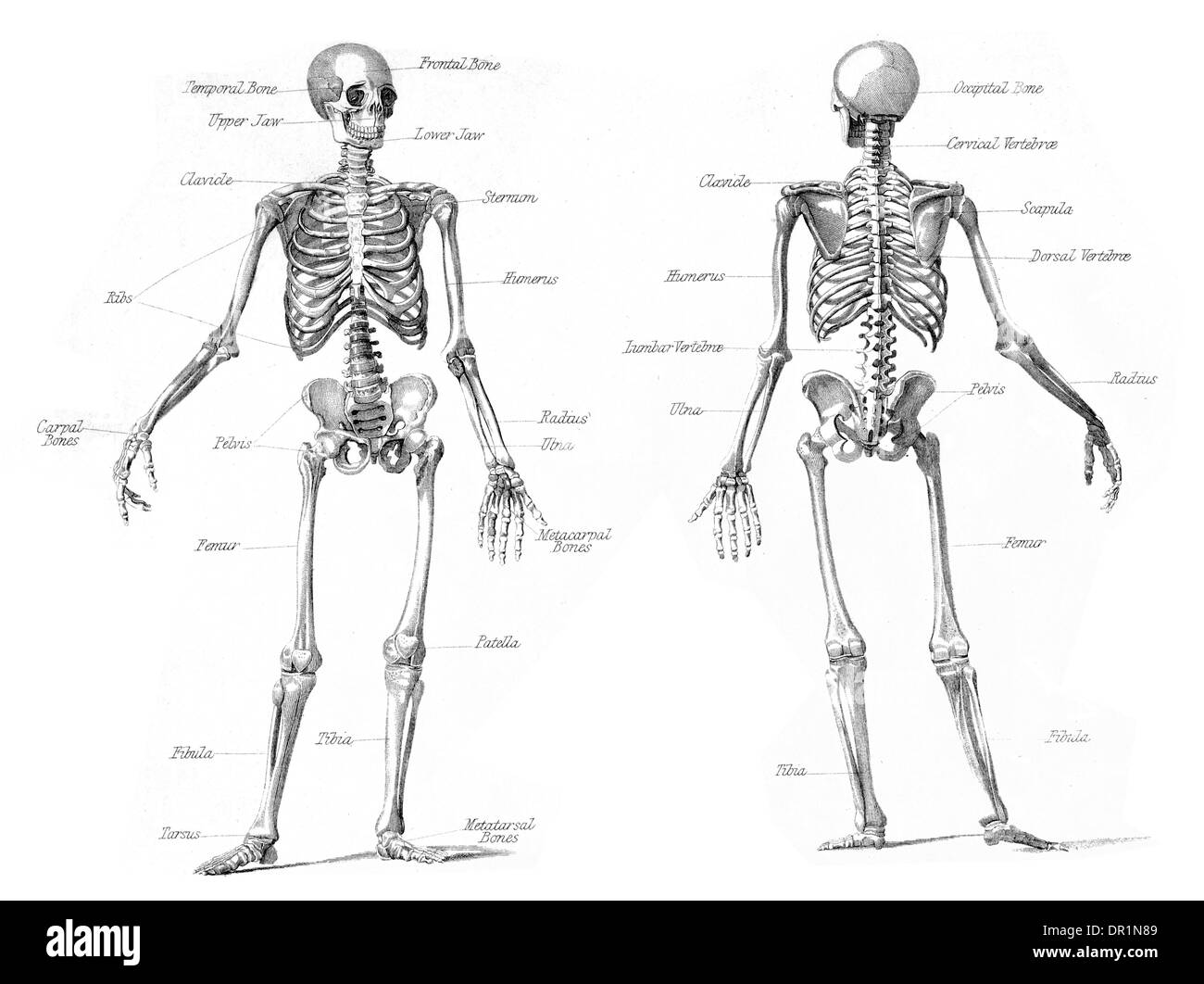Anatomia e Fisiologia dello scheletro umano Foto Stock