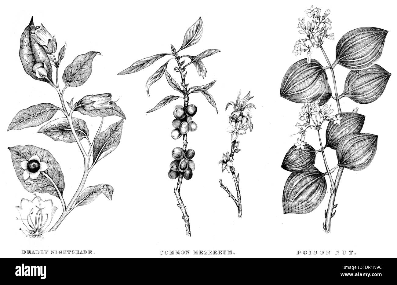 La botanica Belladonna Mezerrum comune dado di veleno Foto Stock