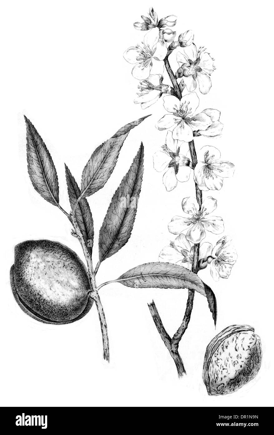 Mandorlo Amygolus Communis Foto Stock