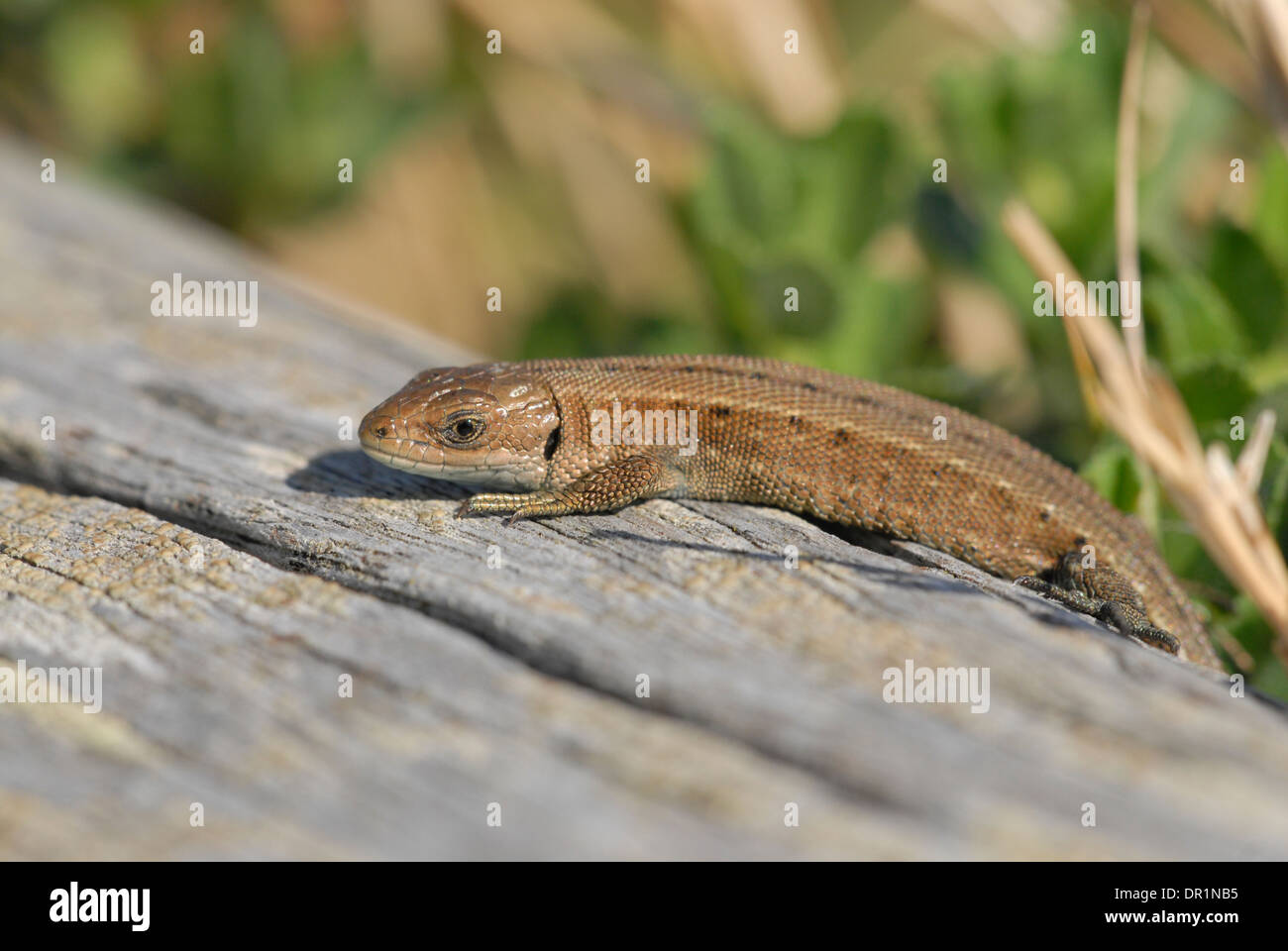 Comune o la lucertola vivipara (Zootoca vivipara), scaldandosi Foto Stock