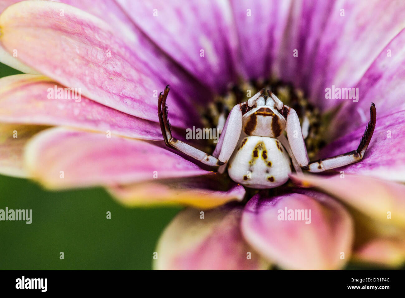 Un Whitebanded ragno granchio (Misumenoides Formosipes Foto Stock