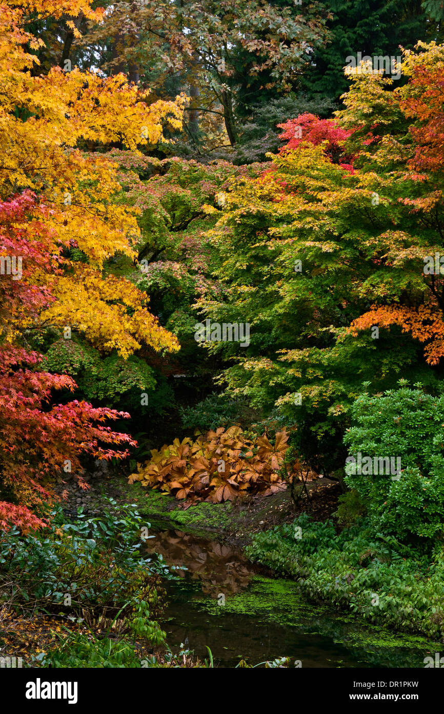 WASHINGTON - Autunno a colori nel Yao Giardino sezione del Bellevue Giardino Botanico. Foto Stock