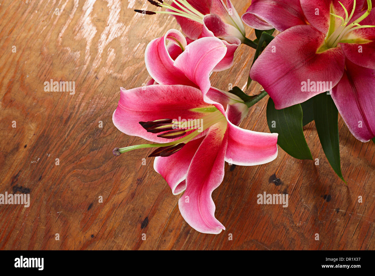 Bella gigli rosa su uno sfondo di legno vecchio Foto Stock