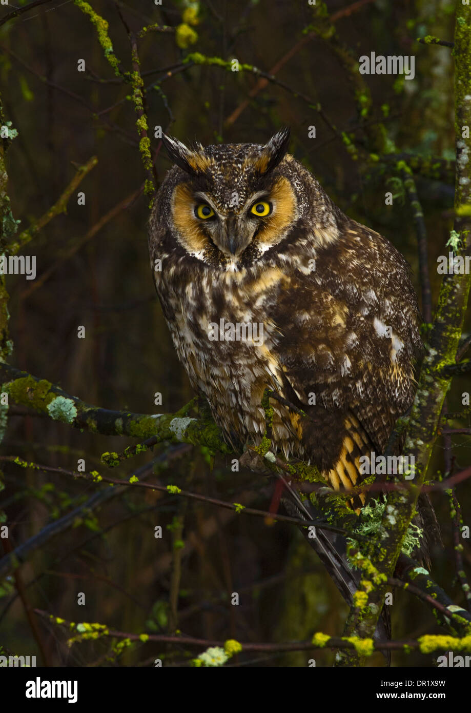 Gufo comune Foto Stock