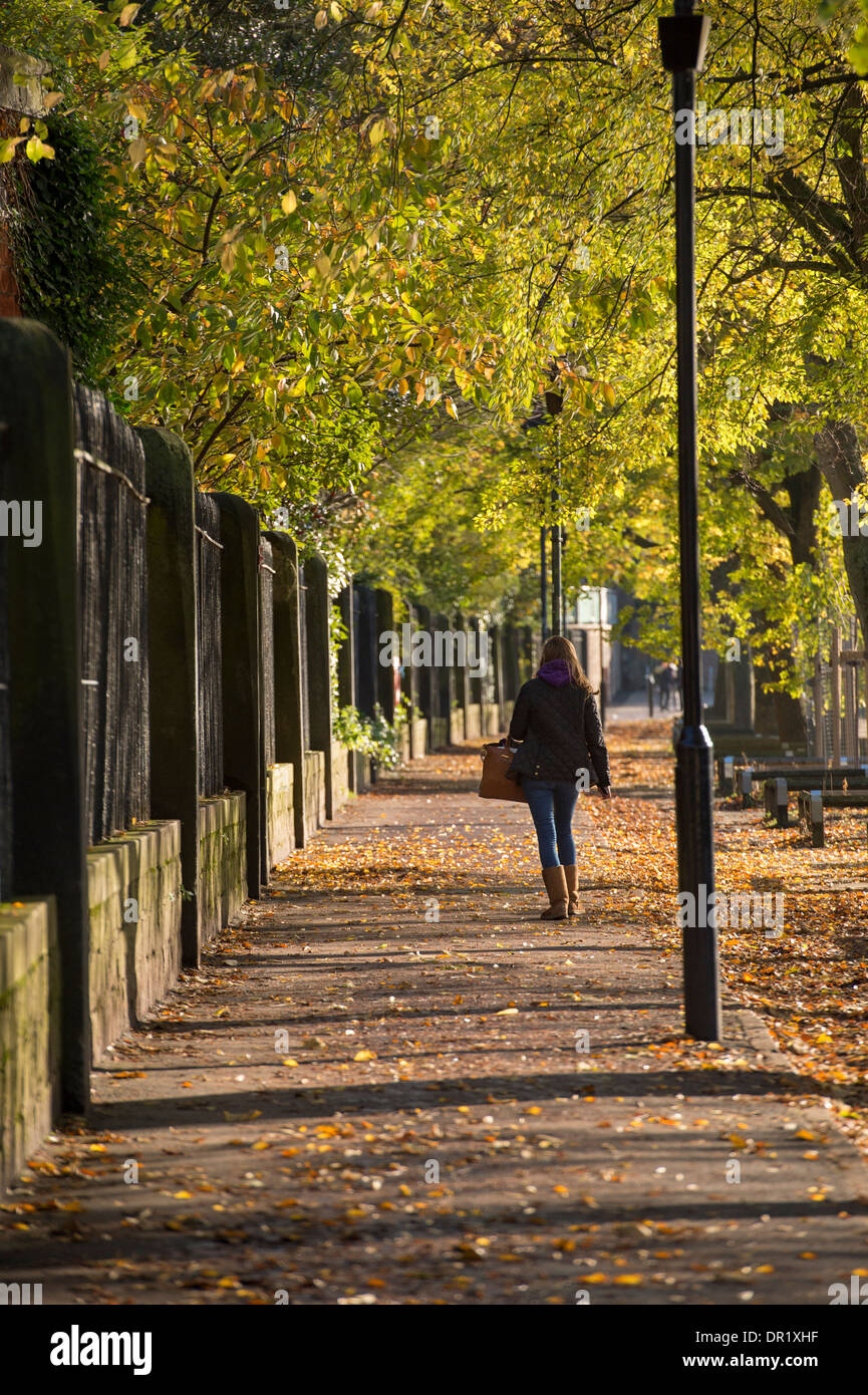 1 giovane donna camminare da solo, lungo una tranquilla, Scenic, viale alberato di sentiero in una giornata di sole a inizio autunno - Dame Judi Dench a piedi, York, Inghilterra, Regno Unito. Foto Stock
