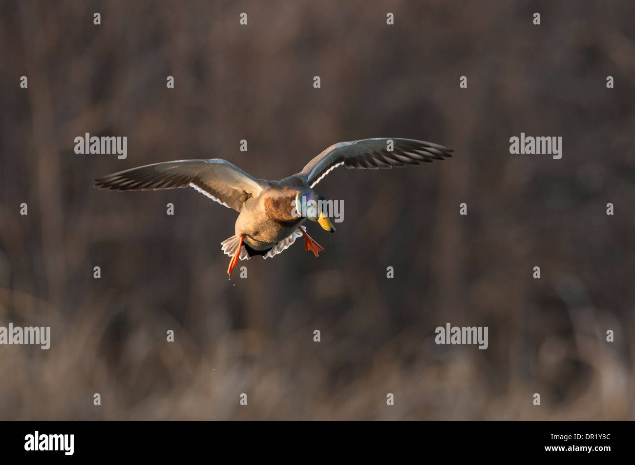 Il germano reale (Anas platyrhynchos) Drake in volo, North Texas Foto Stock