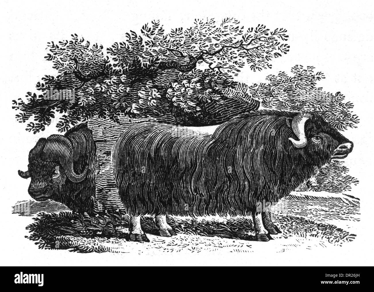 BEWICK - MUSK OX Foto Stock