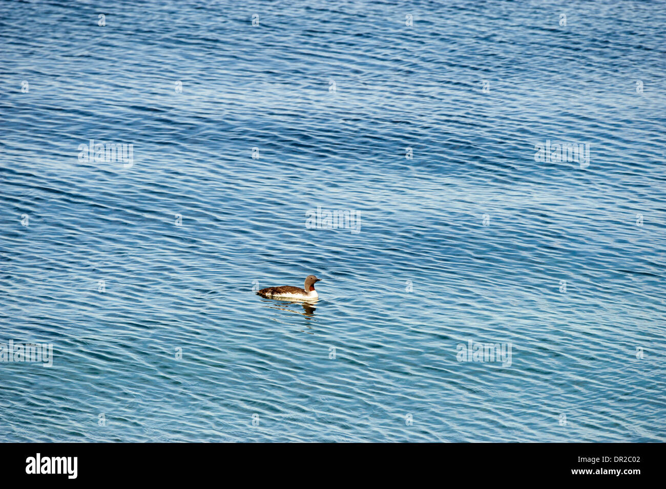 Red Throated Loon, nuoto sul Loch a Ardmair, Highlands scozzesi Foto Stock