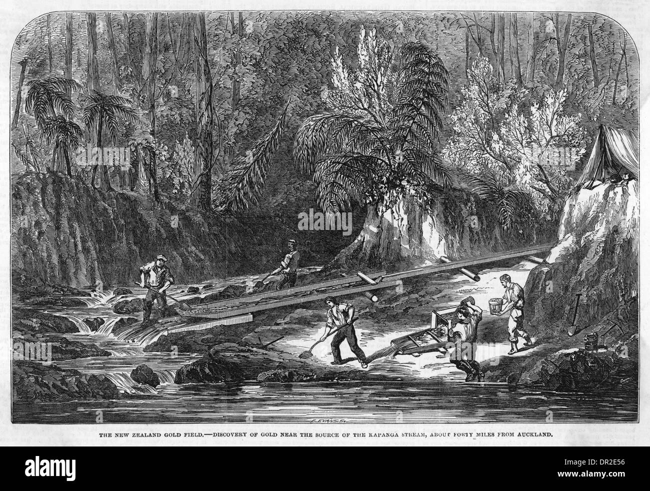 Oro IN NUOVA ZELANDA 1853 Foto Stock