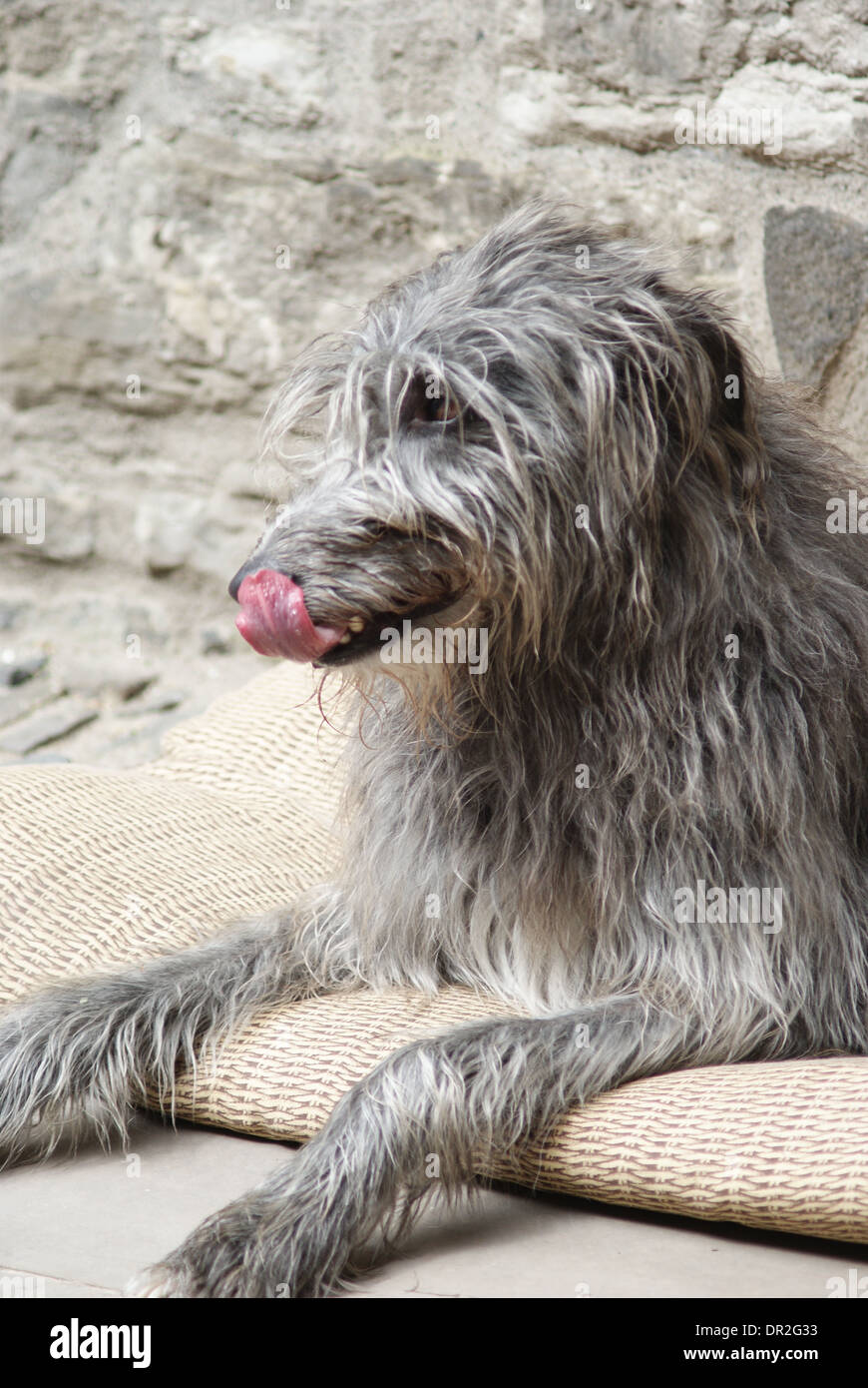 Un cane da caccia leccare le sue labbra mentre seduto su un tappeto. Foto Stock