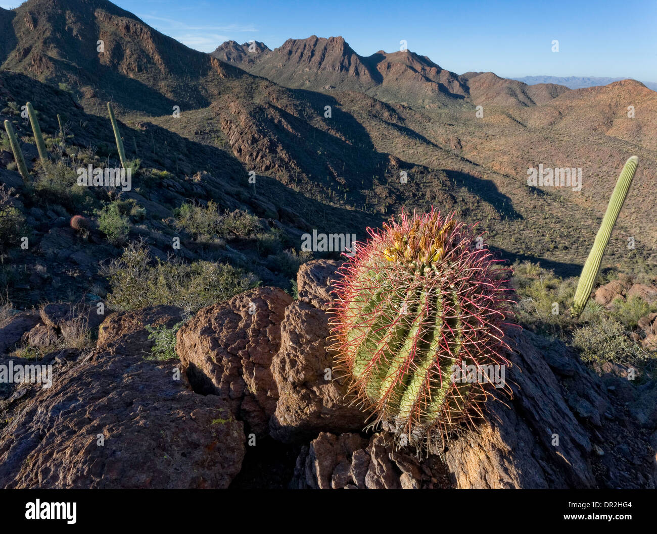Barrel Cactus in una sezione di distributori delle montagne di Tucson, il Parco nazionale del Saguaro, West, unità di Tucson, Arizona Foto Stock