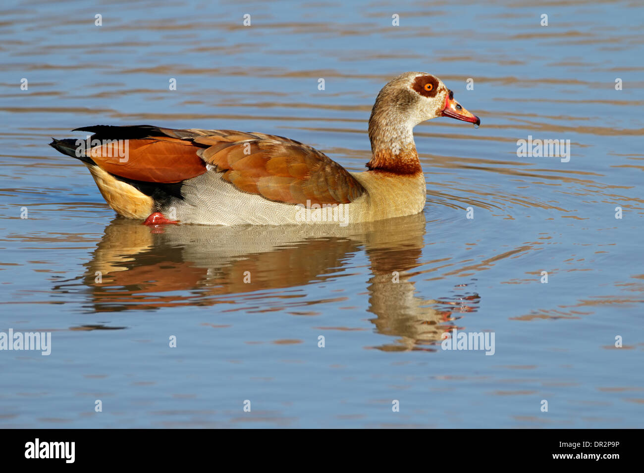 Oca egiziana (Alopochen aegyptiacus) nuotare in un laghetto, Sud Africa Foto Stock