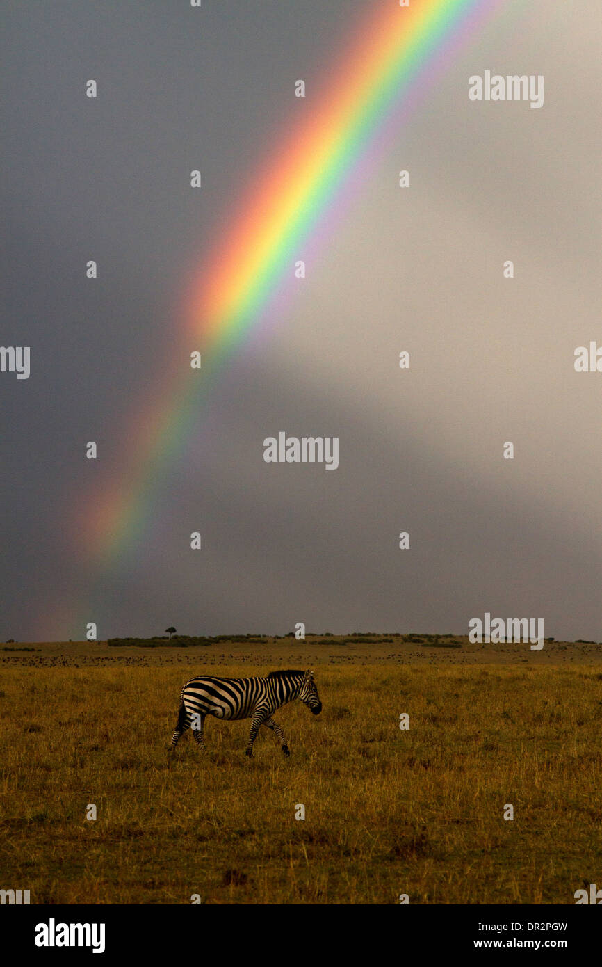 Zebra, Equus burchellii sotto un arcobaleno Foto Stock