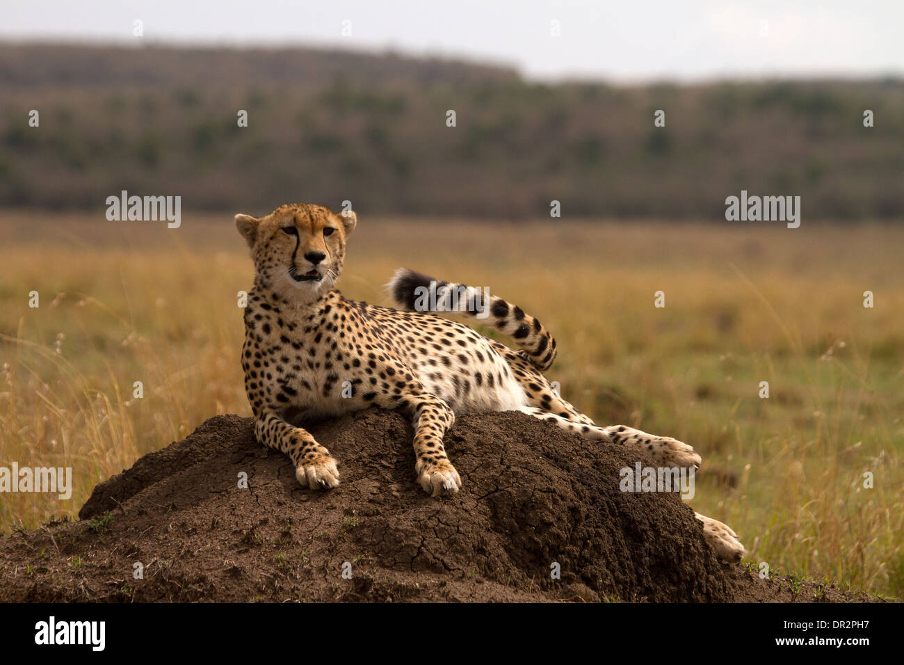 Cheetah, Acinonyx jubatus rilassante su un tumulo termite Foto Stock