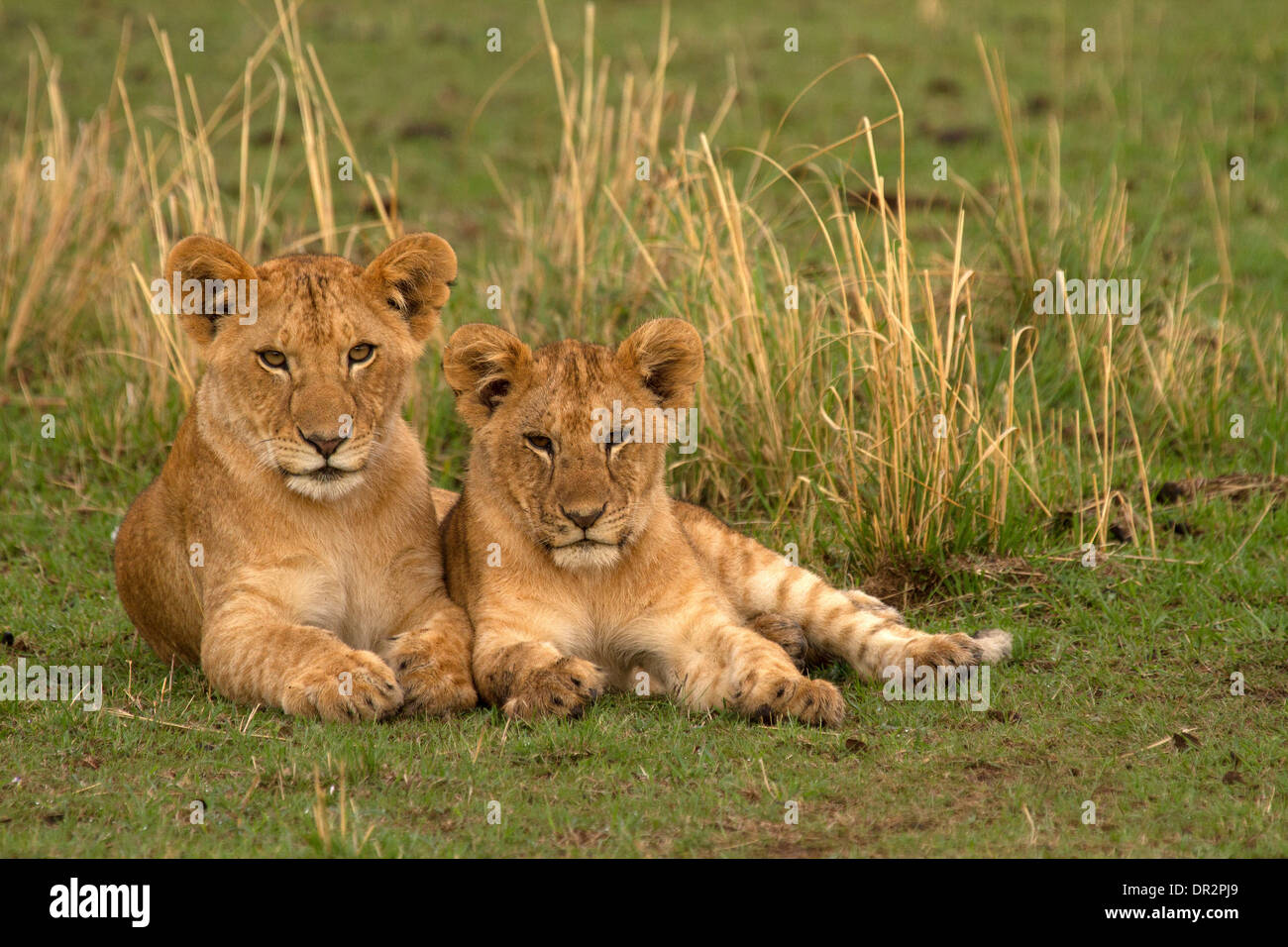 Lion cubs, Leo panthera seduti insieme Foto Stock