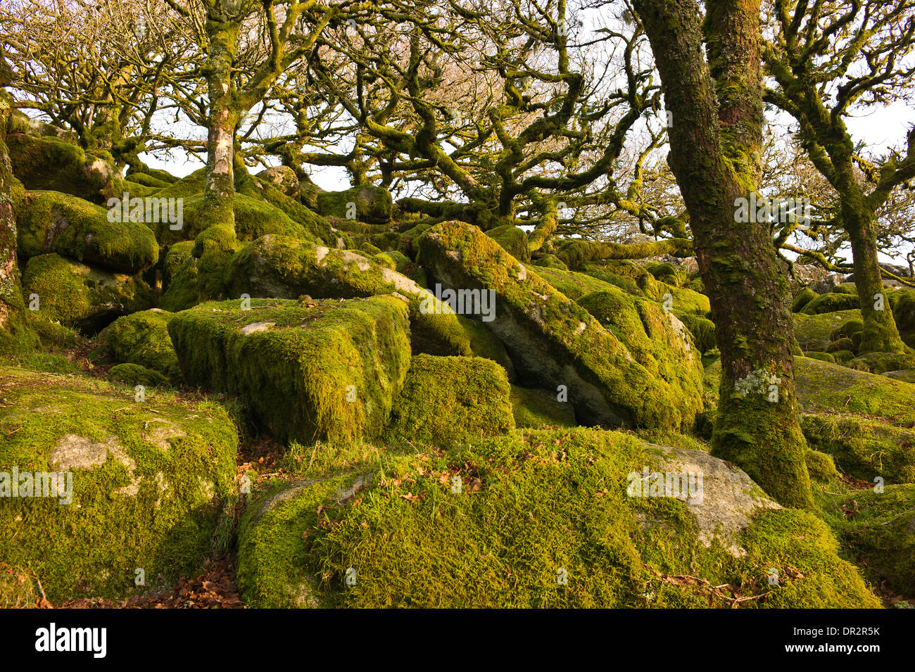 Wistman il legno, un altopiano antico legno di quercia, West Dart River Valley, Dartmoor Devon. Farnia alberi, massi di granito Foto Stock
