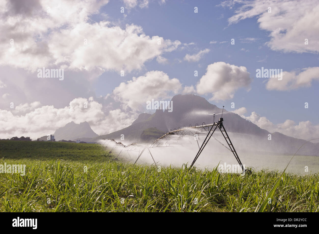 Acqua irrigua effettuata per i campi di zucchero, Mauritius. Foto Stock