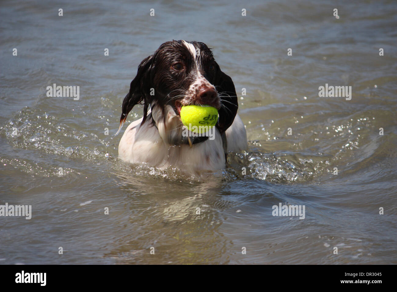 Carino il tipo di lavoro english springer spaniel giocando in mare Foto Stock