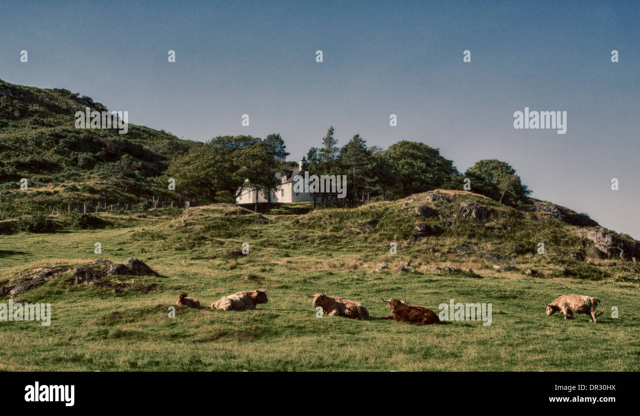 Highland vacche, oziare in un pomeriggio estati, sulla terra Crofting, Highlands Scozzesi. Foto Stock