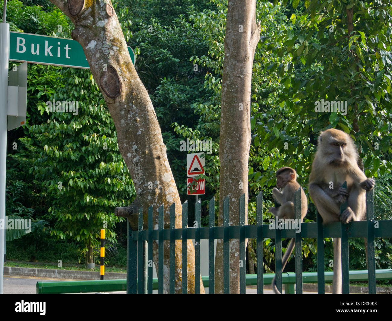 Le scimmie in giardino di case nei pressi del Bukit Timah Riserva Naturale in Singapore Foto Stock