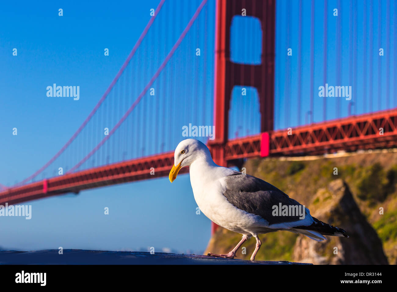 San Francisco Golden Gate Bridge seagull California USA Foto Stock