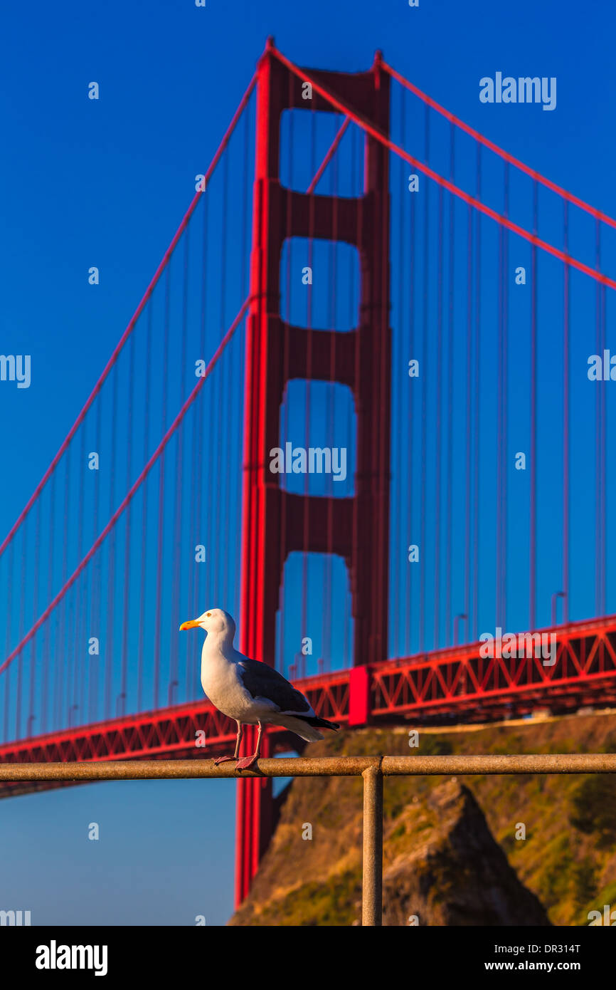 San Francisco Golden Gate Bridge seagull California USA Foto Stock