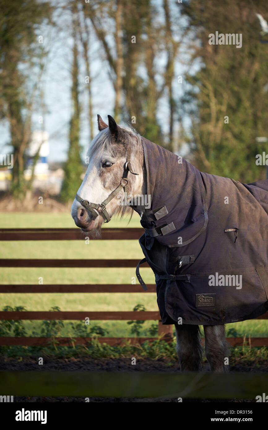 Testa di cavallo e le spalle in profilo Foto Stock