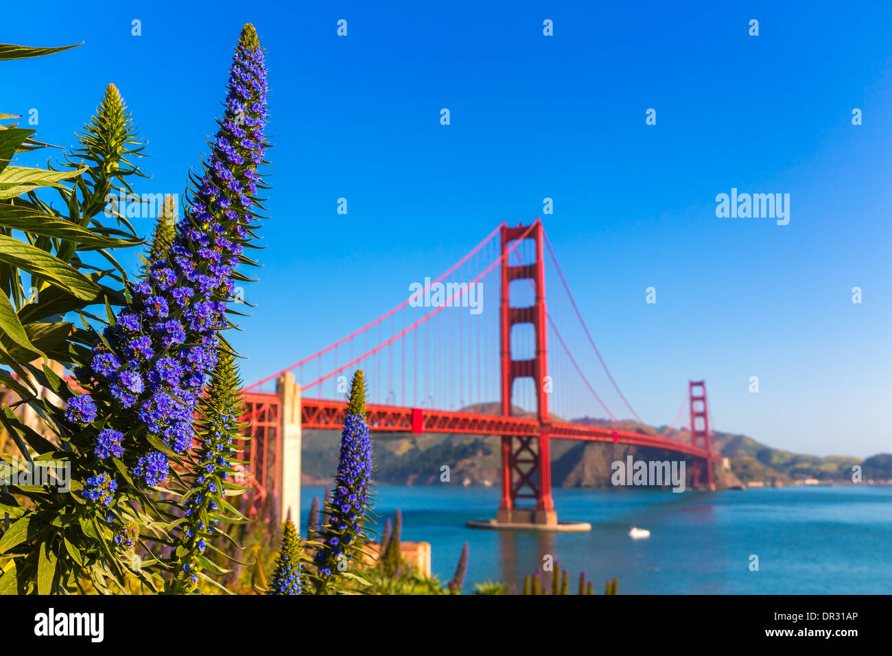 Golden Gate Bridge di San Francisco fiori viola echium candicans in California Foto Stock