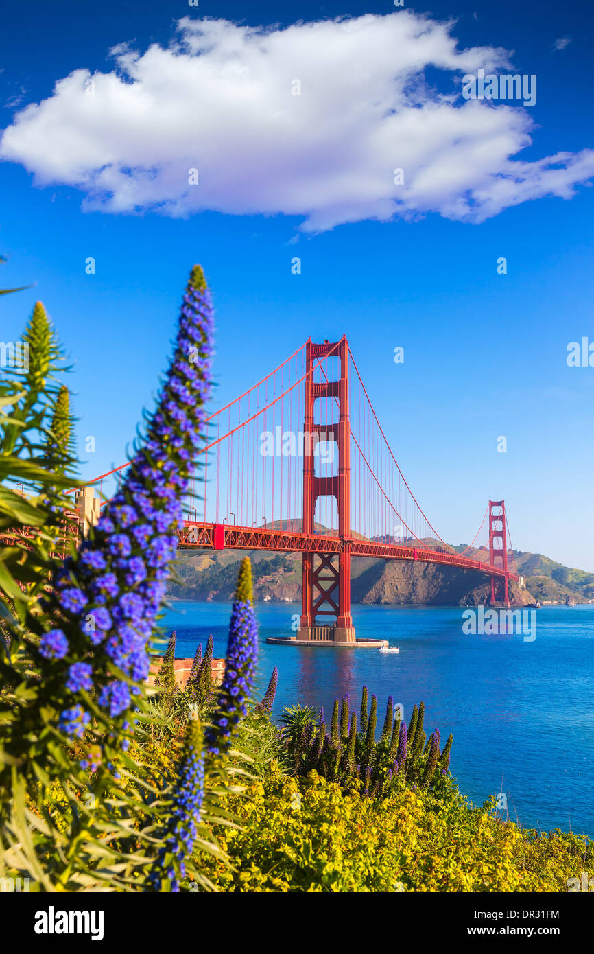 Golden Gate Bridge di San Francisco fiori viola echium candicans in California Foto Stock