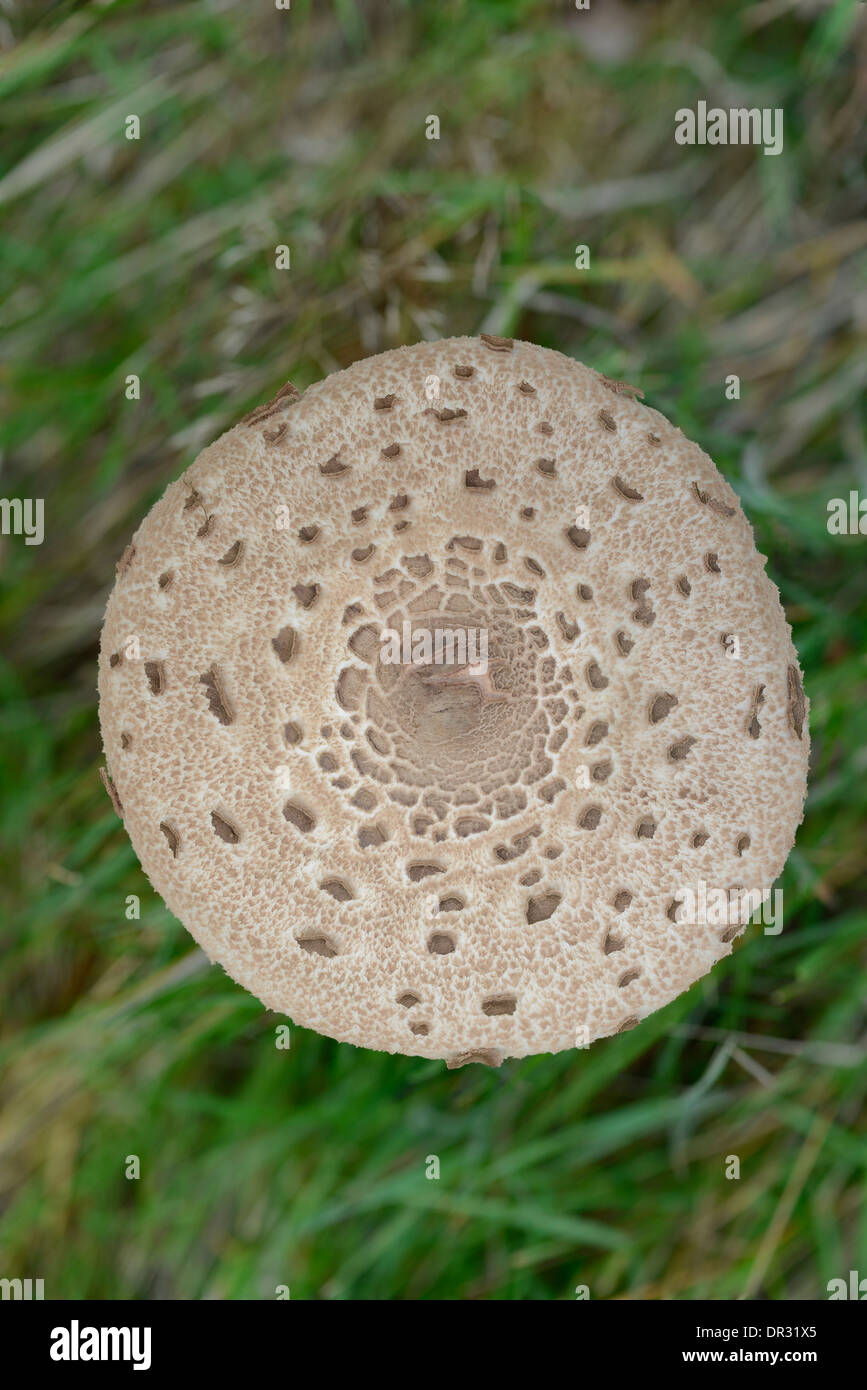Ombrellone fungo: Macrolepiota procera. Surrey, Inghilterra. Dettaglio della PAC. Foto Stock