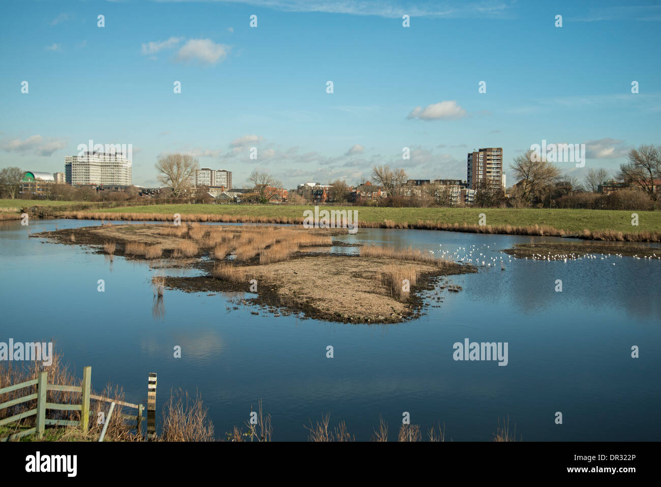 London Wetland Centre, Barnes, Surrey, Inghilterra Foto Stock