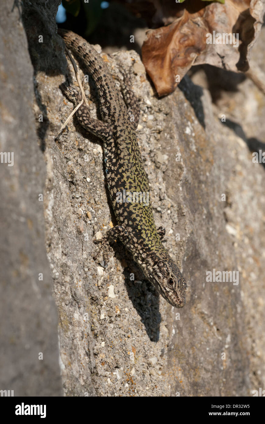 Lucertola muraiola (Podarcis muralis). La specie è non nativa per il Regno Unito, ma è stata introdotta in un numero di luoghi. Foto Stock