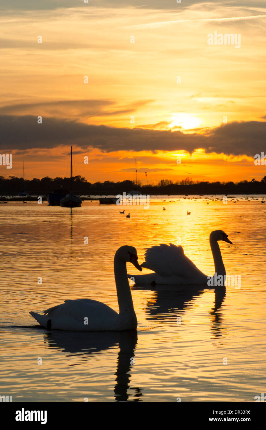 Cigni e gabbiani sul porto di Chichester a Bosham. Il tramonto. Novembre. Sussex, Regno Unito. Foto Stock