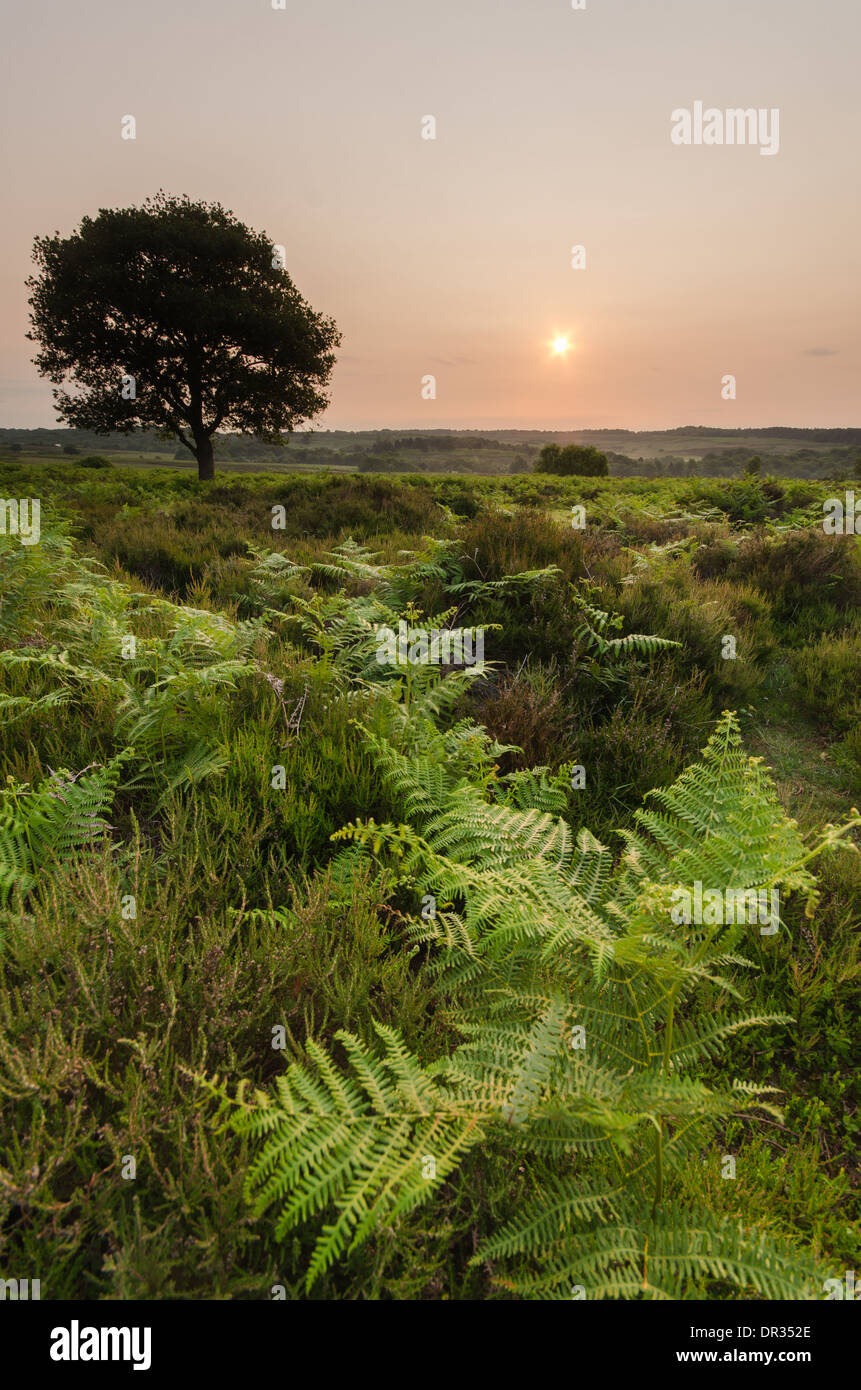 Il nuovo parco nazionale della foresta durante un sunrise. Foto Stock