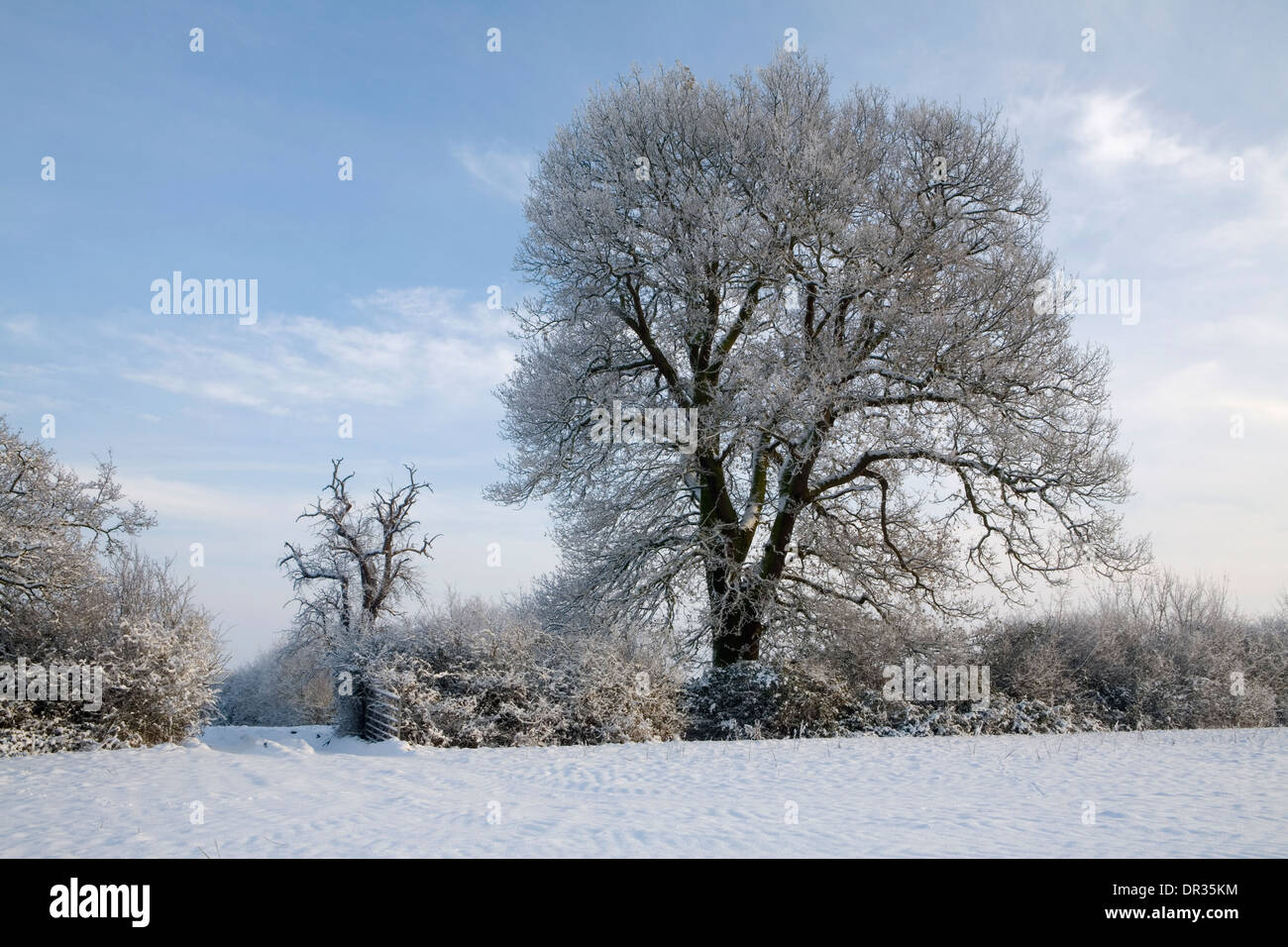 Un albero di quercia con i rami coperti di neve, sorge in una siepe in corrispondenza di un bordo di una mostra campo coperto vicino Defford, Worcester Foto Stock