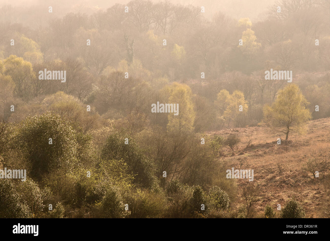 New Forest National Park, Hampsire, England, Regno Unito Foto Stock