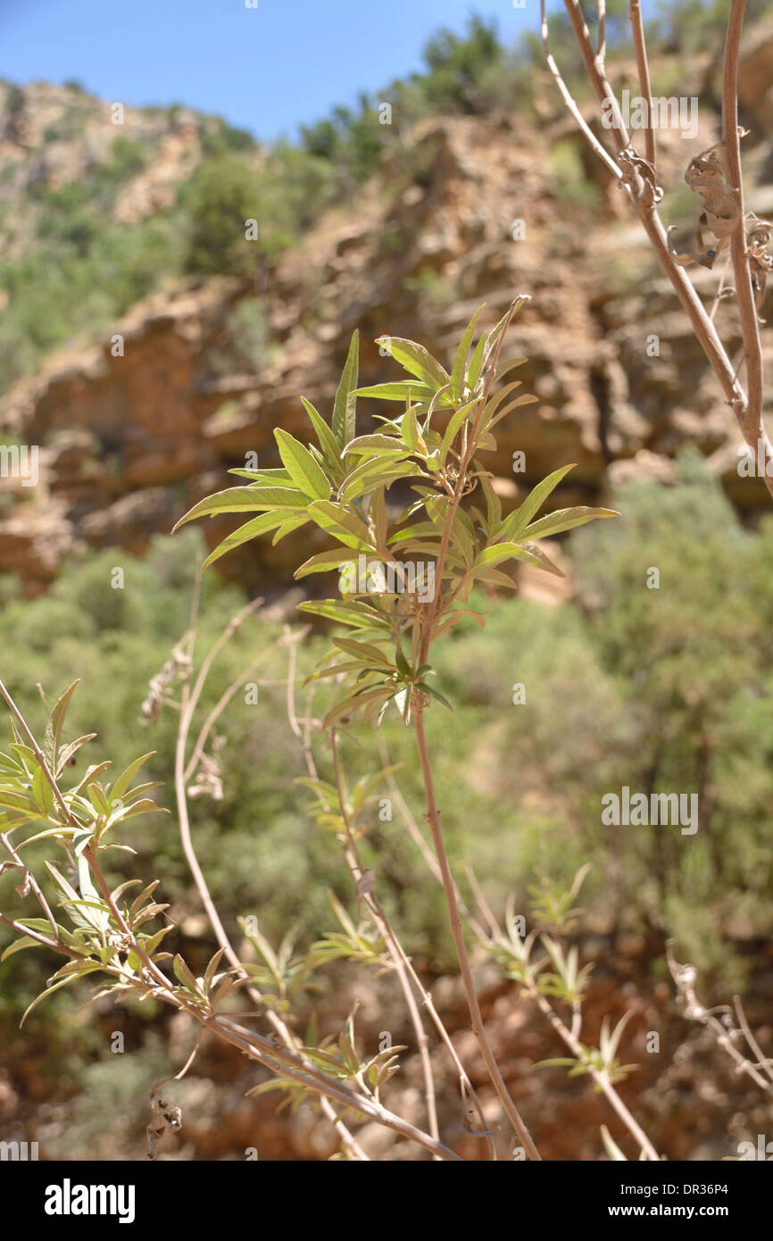 Flora sullo sfondo di roccia rossa secca nelle montagne dell'Atlante, Marocco. Nord Africa. Foto Stock