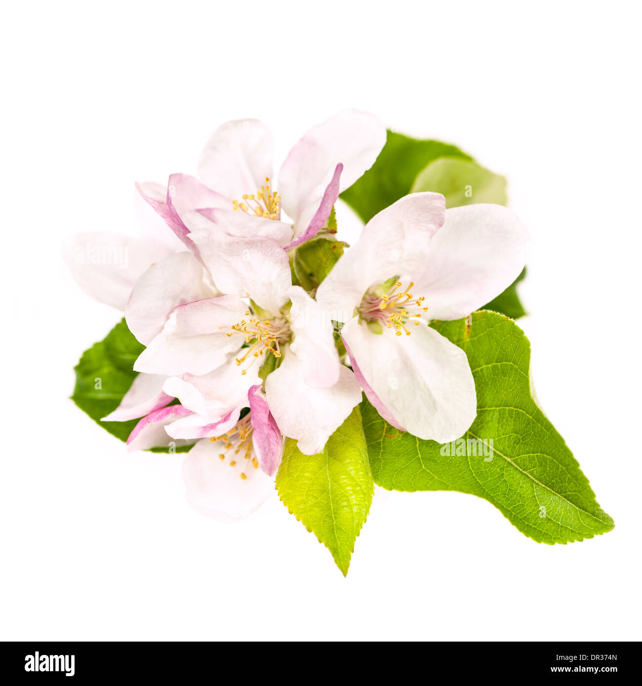 Pink apple blossom isolati su sfondo bianco Foto Stock