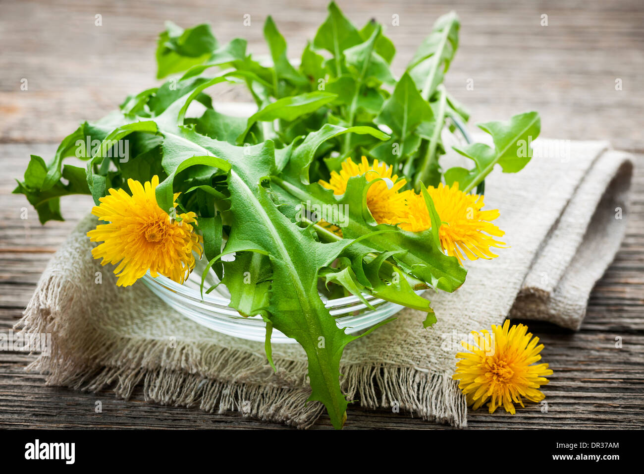 Foraged commestibili fiori di tarassaco e verdi in vaso Foto Stock