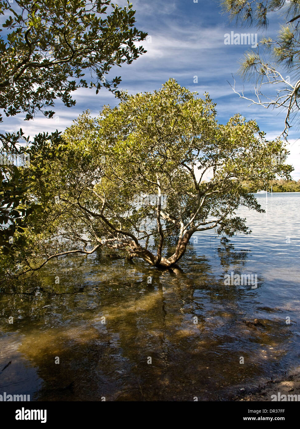 Mangrovie (Avicennia marina), Lemon Tree passaggio, Port Stephens, NSW, Australia Foto Stock