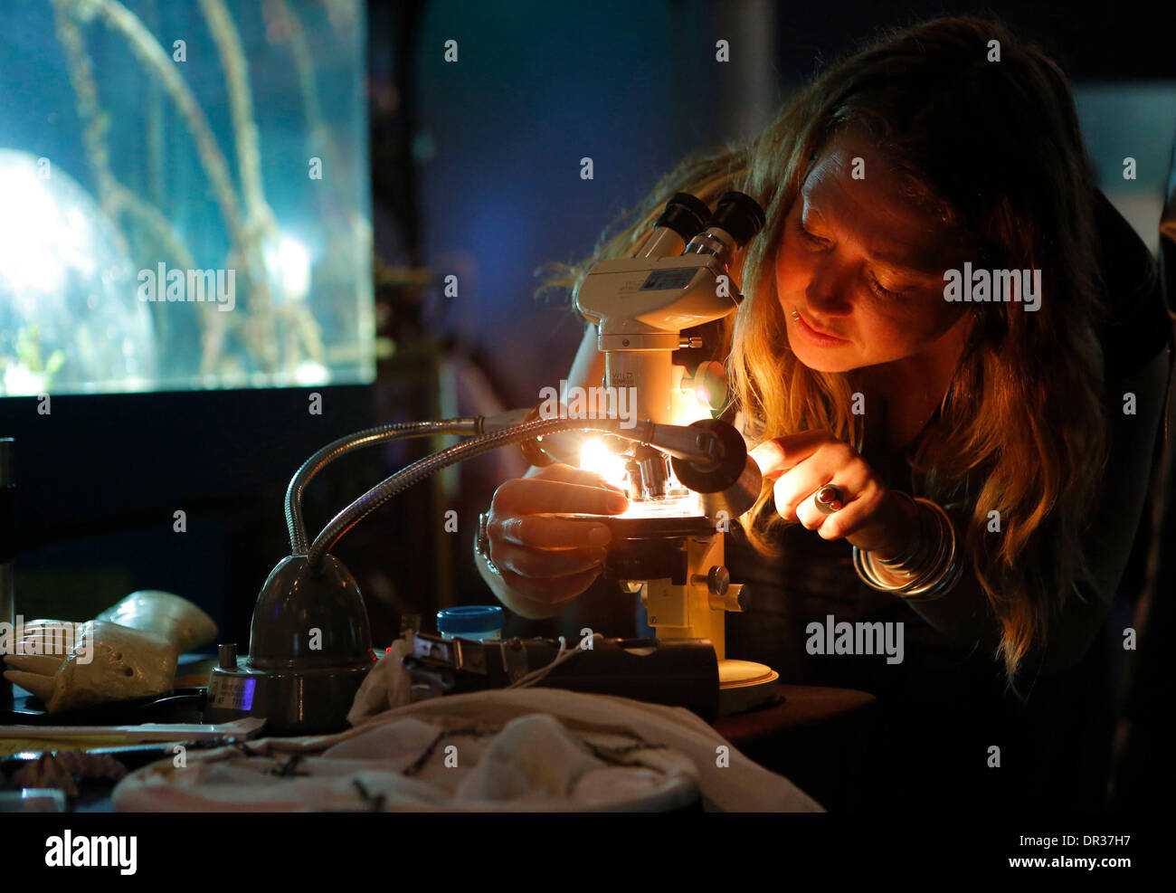 Vancouver, Canada. 18 gennaio, 2014. Un visitatore guarda organismo sottomarino attraverso un microscopio durante i subacquei' evento di fine settimana a Vancouver in Canada, Gennaio 18, 2014. Il Vancouver Aquarium ha ospitato il suo quindicesimo Divers' Weekend, un evento annuale per la presentazione di varie attrezzature subacquee e fornendo i seminari per i visitatori a conoscere le immersioni. © Liang Sen/Xinhua/Alamy Live News Foto Stock Vancouver, Canada. 18 gennaio, 2014. Un visitatore guarda organismo sottomarino attraverso un microscopio durante i subacquei' evento di fine settimana a Vancouver in Canada, Gennaio 18, 2014. Il Vancouver Aquarium ha ospitato il suo quindicesimo Divers' Weekend, un evento annuale per la presentazione di varie attrezzature subacquee e fornendo i seminari per i visitatori a conoscere le immersioni. © Liang Sen/Xinhua/Alamy Live News Foto Stock