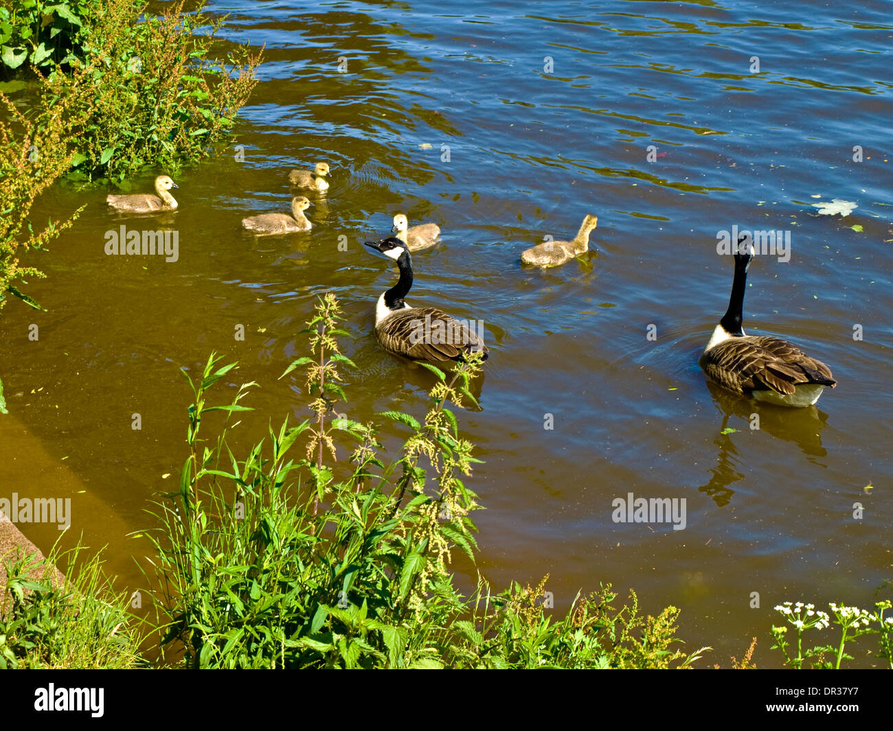 Oche del Canada (Branta canadensis) e goslings sul Fiume Tamigi, Twickenham, Londra, Inghilterra Foto Stock
