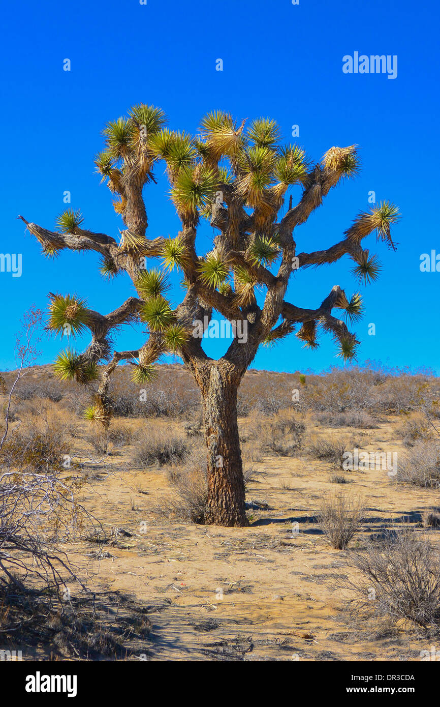 Il Joshua tree (Yucca brevifolia) è unico per il Mojave Desert in California e Nevada. Foto Stock