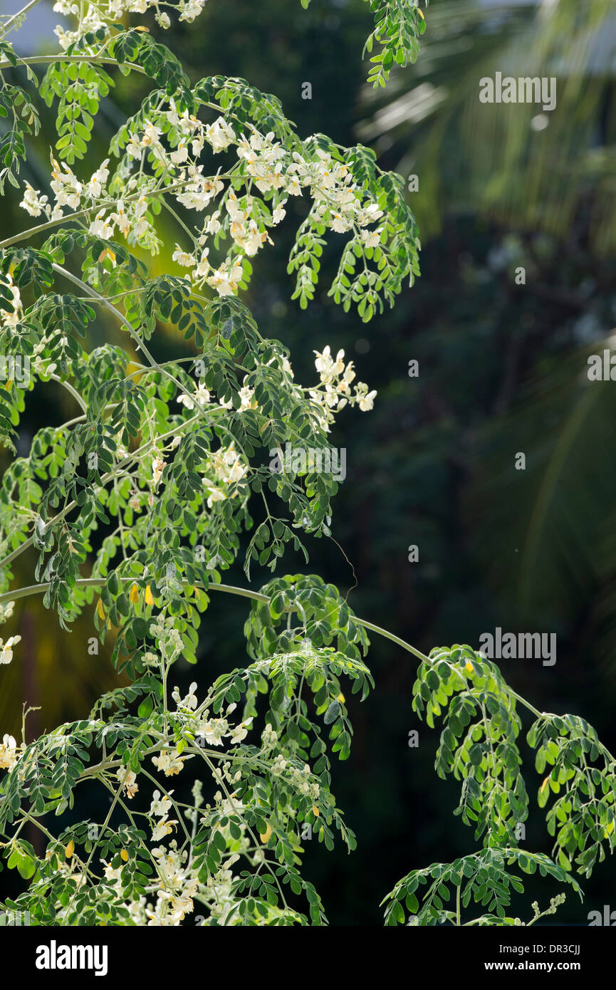 Moringa Oleifera, coscia albero / il miracolo di fioritura ad albero. India Foto Stock