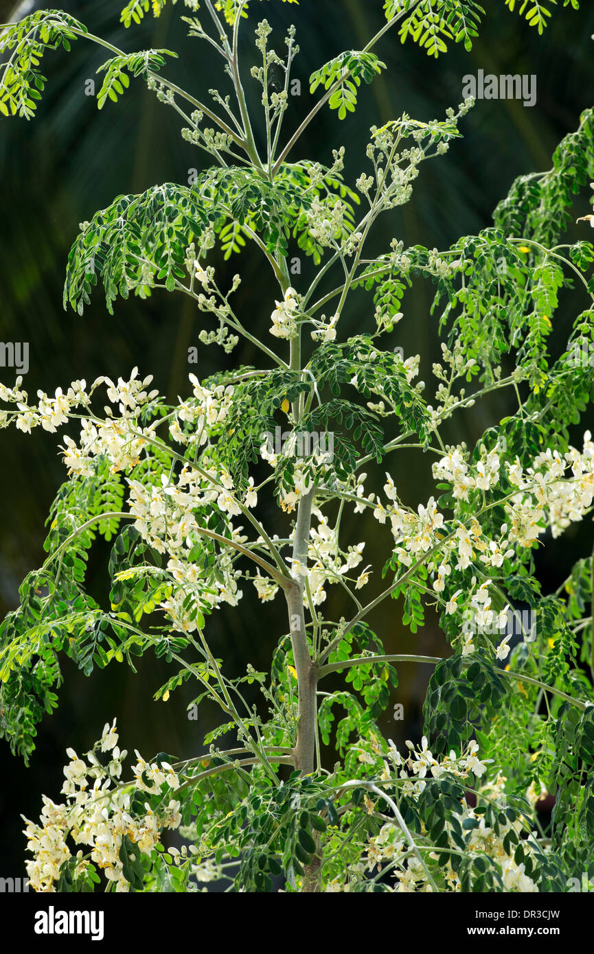 Moringa Oleifera, coscia albero / il miracolo di fioritura ad albero. India Foto Stock