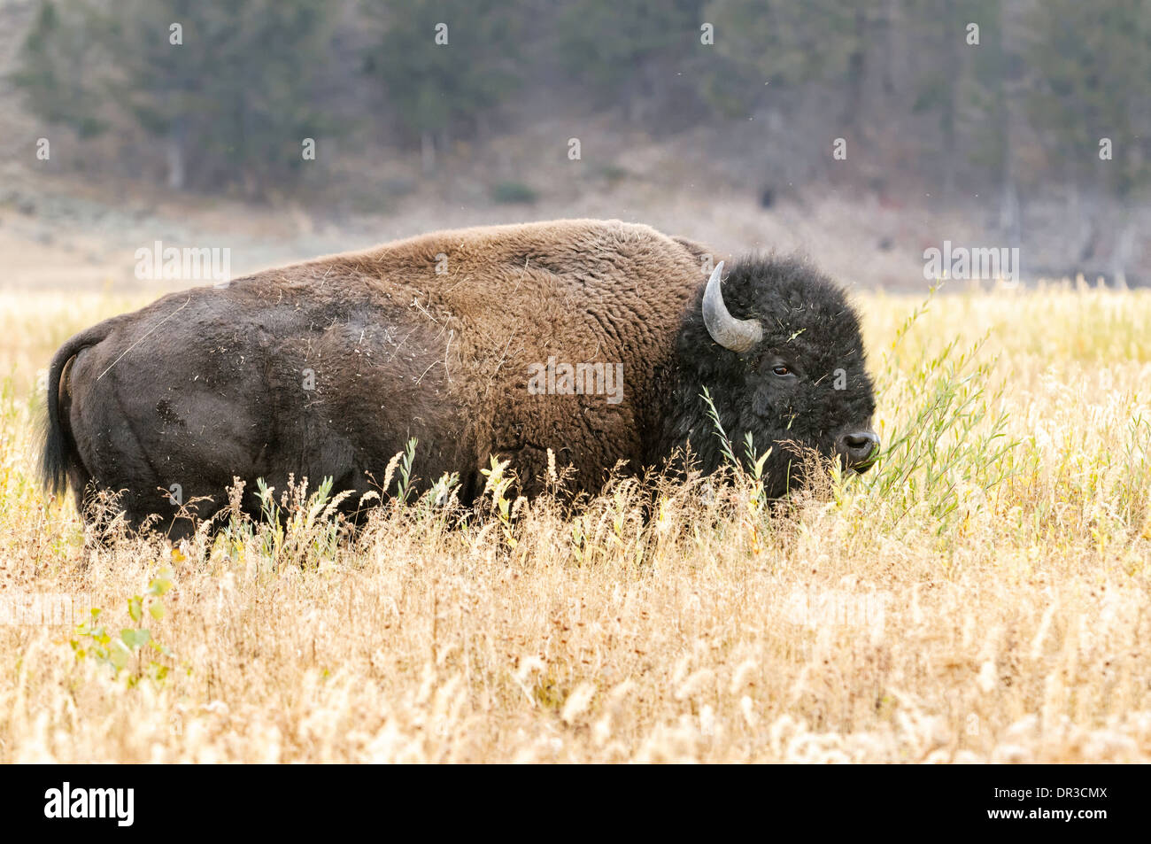 Un bisonte americano in piedi in un campo di erba alta. Foto Stock Un bisonte americano in piedi in un campo di erba alta. Foto Stock