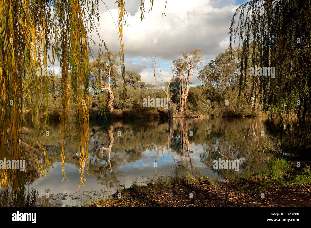 Salici paesaggio di framing di Darling River con foreste e nuvole riflettono in acqua tranquilla al confine della città di Wentworth NSW Foto Stock