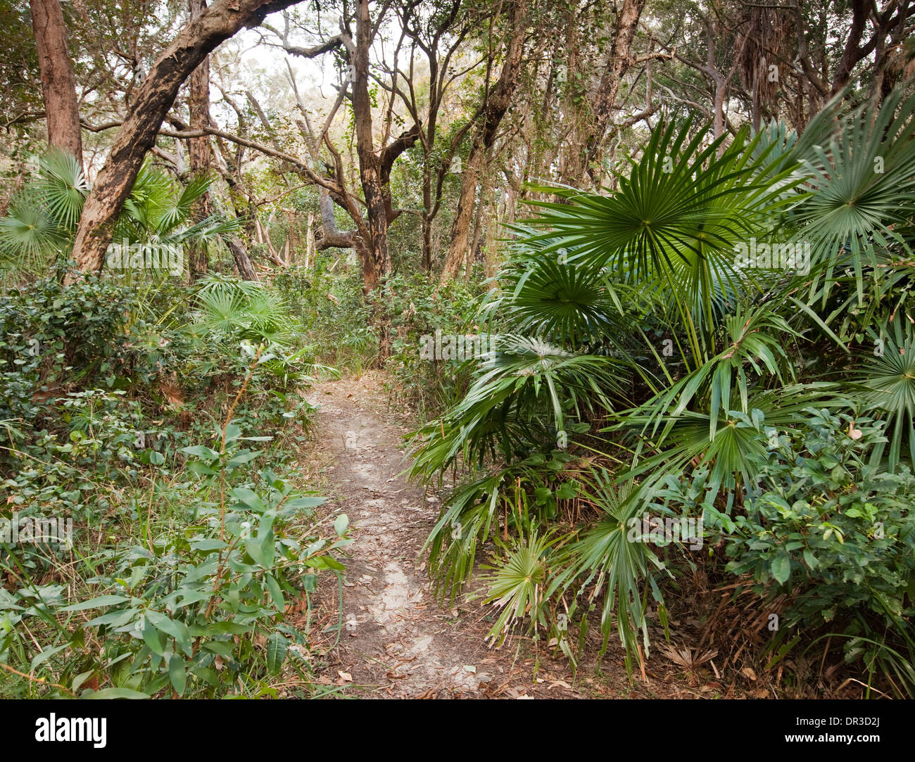 Stretto sentiero a piedi attraverso la foresta costiera paesaggio con palme Hat testa Parco Nazionale NSW Australia Foto Stock